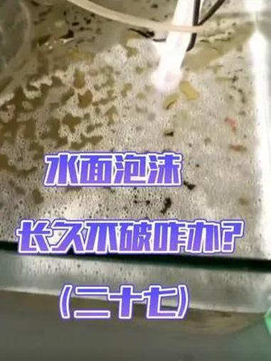 从0开始学养鱼「第二十七节」水面有大量的泡沫,长久不消失,换水也不行,咋解决?新手养鱼 鱼