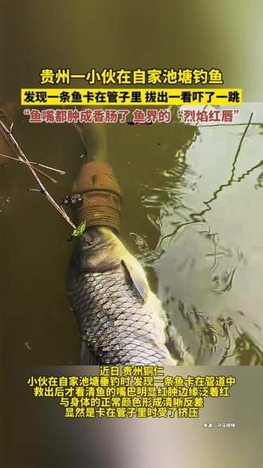 小伙在自家池塘垂钓时,发现一条鱼卡在管道中,救出后才看清,鱼的嘴巴明显红肿,边缘泛着红,与