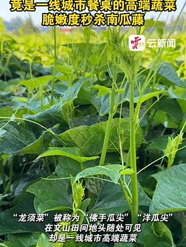 云南天天见的“龙须菜” 竟是一线城市餐桌的高端蔬菜 来云南旅居吧 有一种叫云南的生活 美好