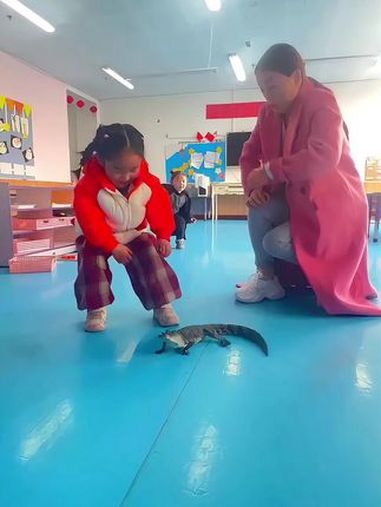 心想:老师我们快一年没见,还记得我吗?上过幼儿园的小鳄鱼 小鳄鱼 幼儿园 当人类幼崽遇到小