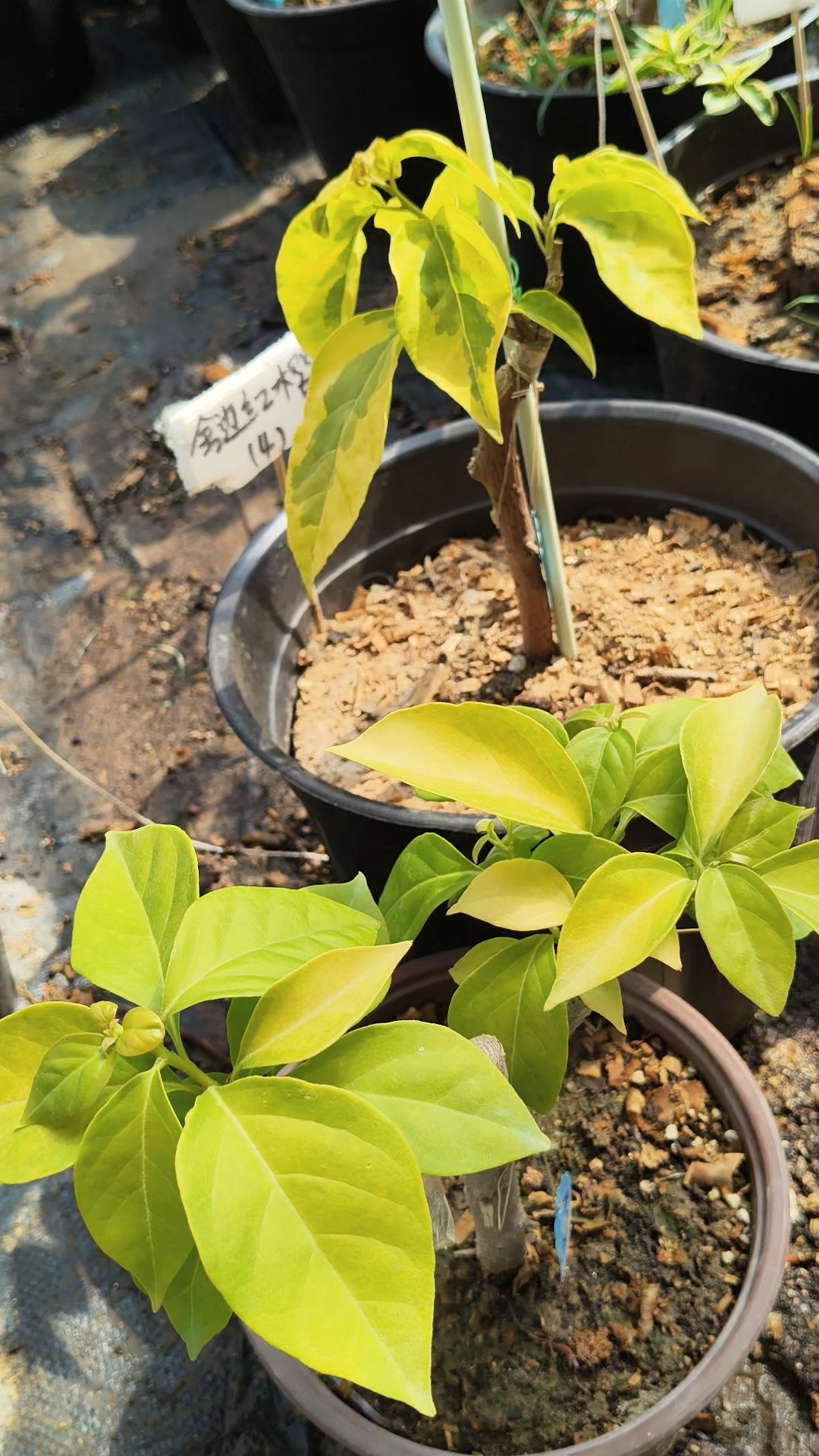 北京大叔三角梅金边红樱和金龙鱼,值得期待。