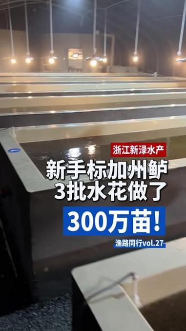 「渔路同行vol.27新渌水产」新手第一次工厂化标加州鲈鱼,父子俩3批苗做了300万尾#加