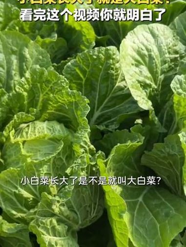 生活科普:小白菜长大就是大白菜?大白菜扒掉叶子就是娃娃菜?都错了!这个视频告诉你真相。生活