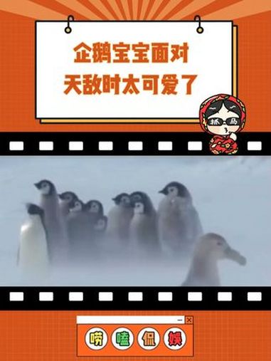 可爱想养 企鹅 动物 可爱 大数据推荐给有需要的人