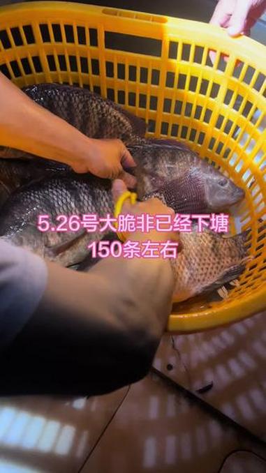 #这鱼哪个钓友看了不羡慕 今天这个脆肉罗非又全部帮你们剪好尾巴了#脆肉罗非鱼