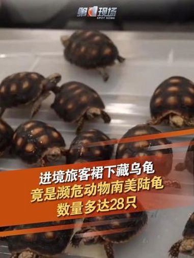 近日,广东深圳,莲塘海关查获进境旅客人身绑藏濒危动物南美陆龟28只。据了解,南美陆龟被列入