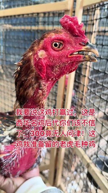 我要说这鸡打赢过，这是西华名鸡后代你们该不信了，300竟无人问津！这鸡我准备留的老虎毛种鸡