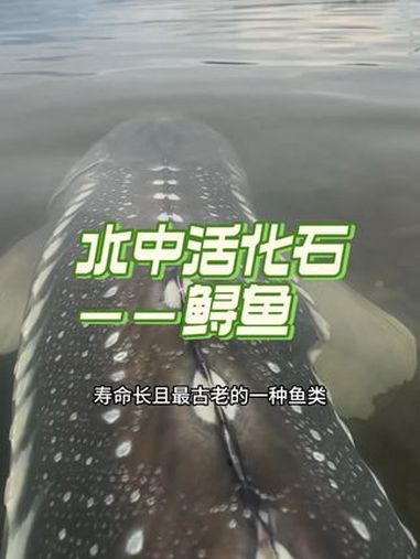 鲟鱼是一种古老而独特的鱼类,被称为水中“活化石” 鲟鱼 科普 巨型鱼 好大一条鱼 涨知识
