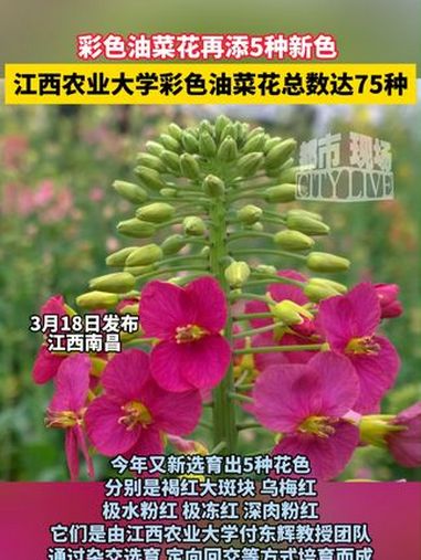 彩色油菜花再添5种新色,江西农业大学彩色油菜花总数达75种 江西dou知道 彩色油菜花 春