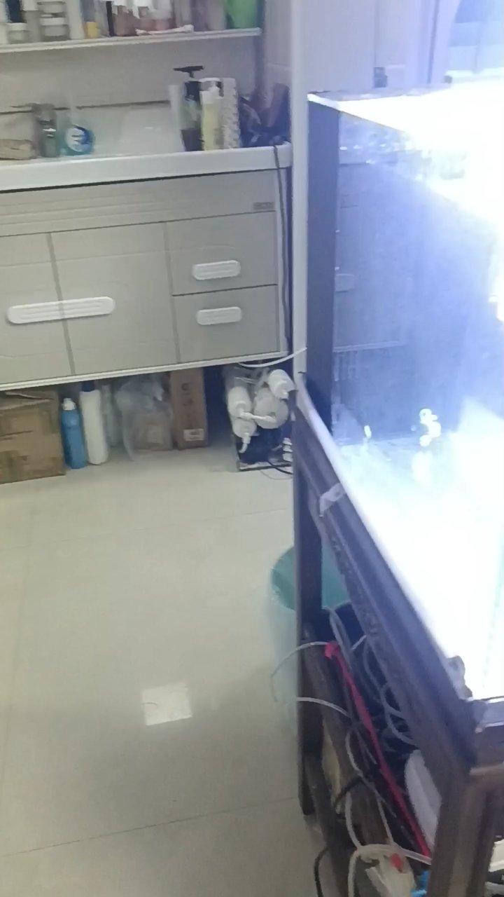 业主家海鱼观赏,美翻了
