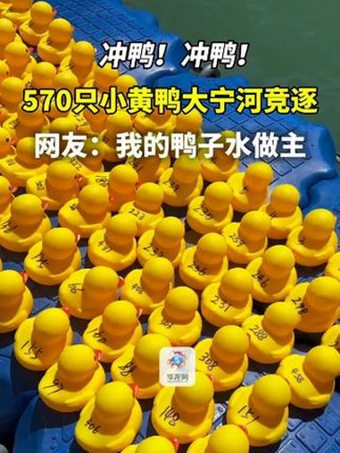 冲鸭!8月2日,570只小黄鸭在巫溪大宁河里竞逐吸引了不少游客围观。网友:我的鸭子水做主。