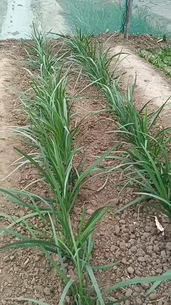 如何收割头刀韭菜,如何防治韭菜长白斑?