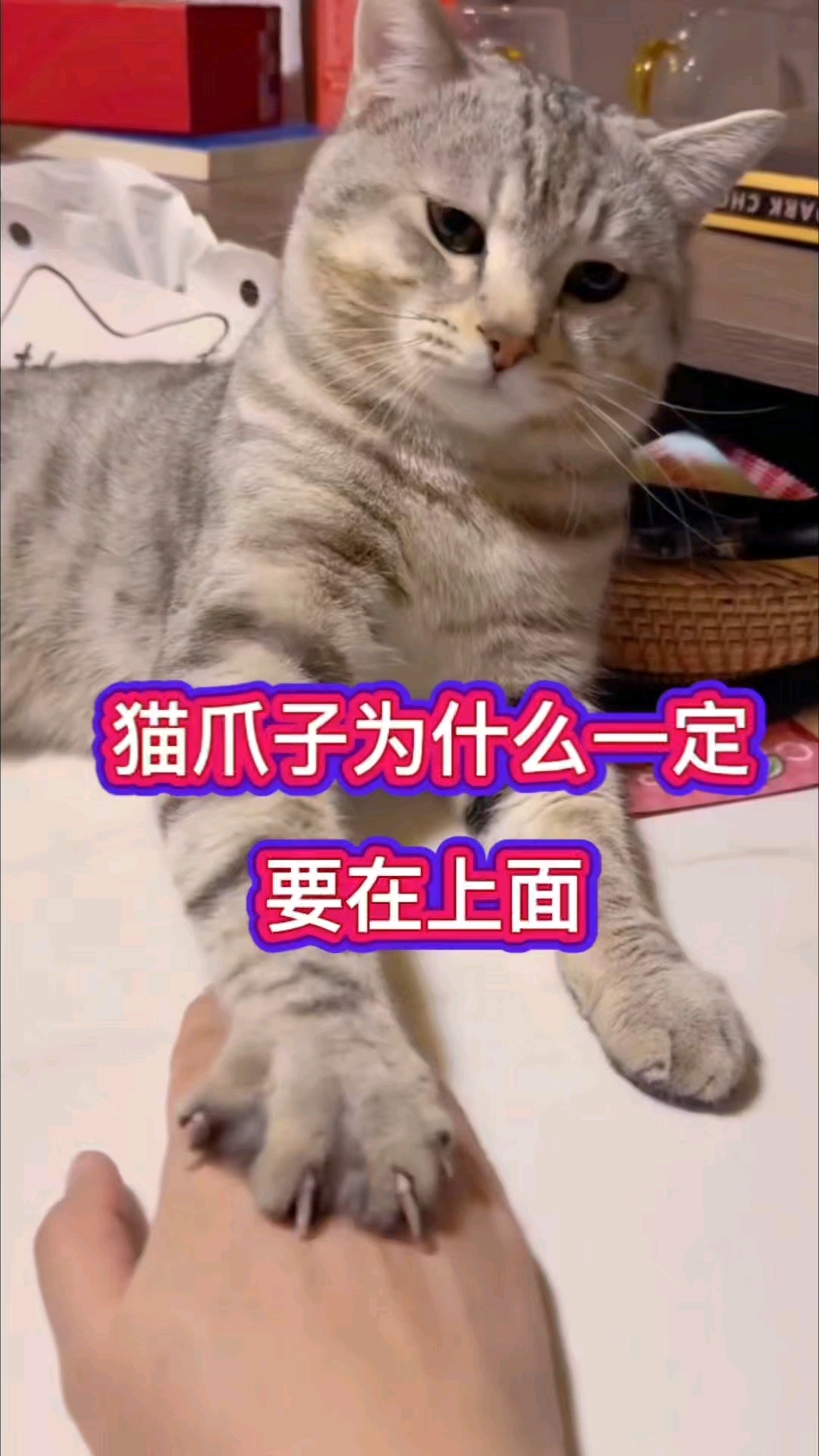 猫爪子为什么一定要在上面？