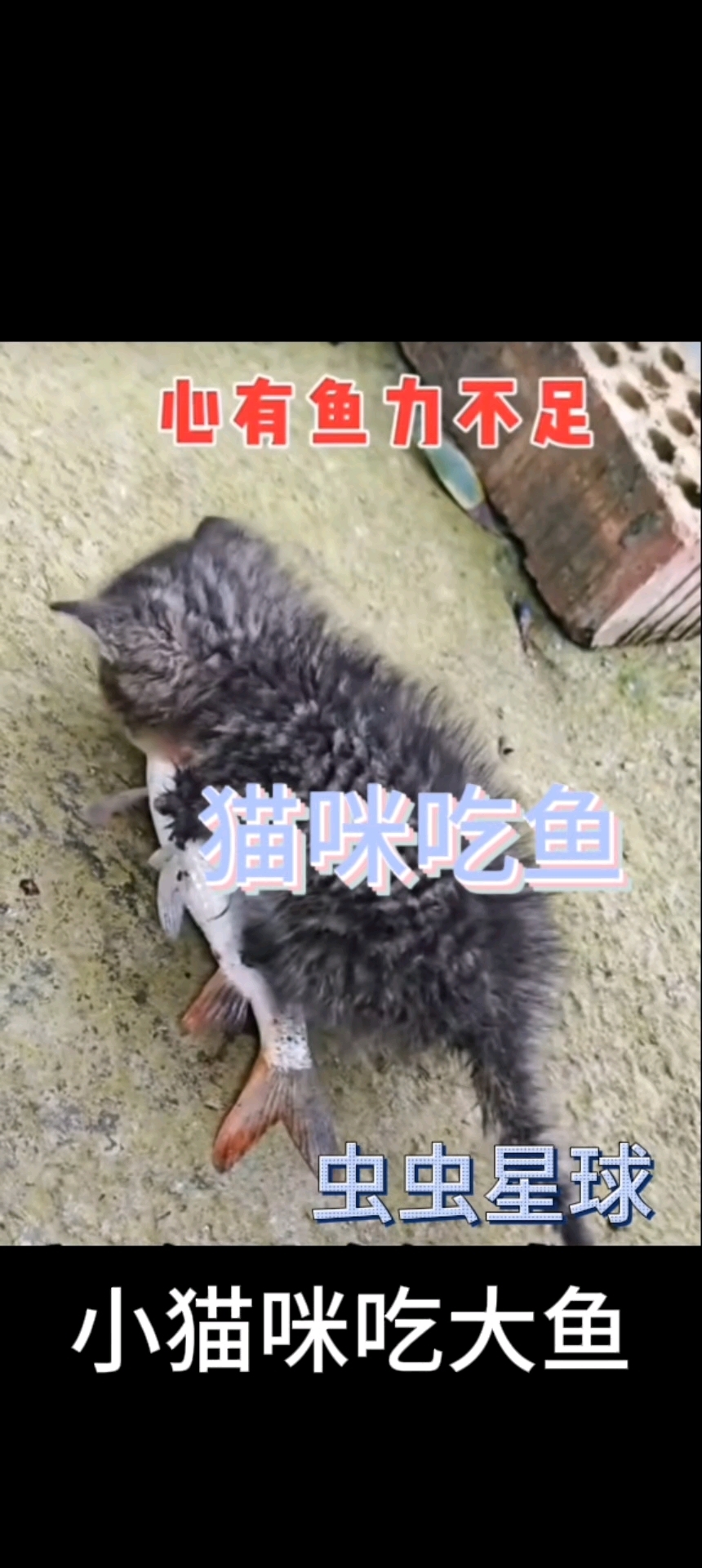 小猫咪吃大鱼#小猫咪#虫虫星球