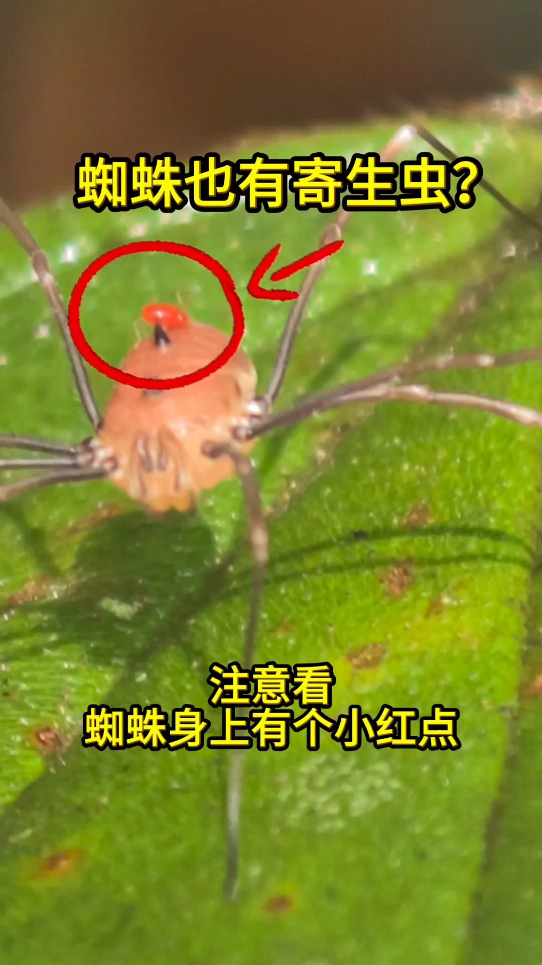 蜘蛛背上的小虫，是寄生虫还是娃？#蜘蛛# #科普# 雨林#雨林虫博士#