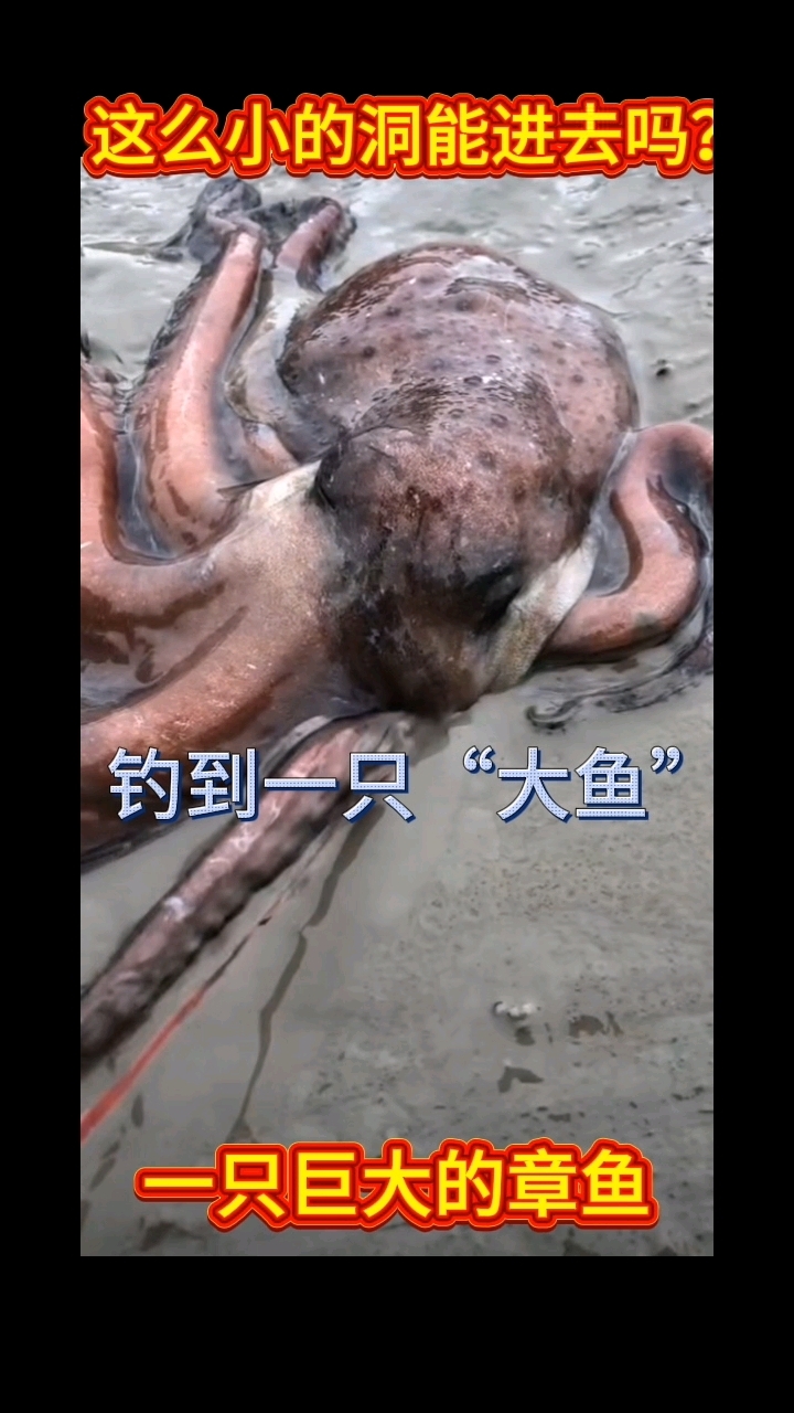 用螃蟹钓到一只“大鱼”这鱼能吃吗