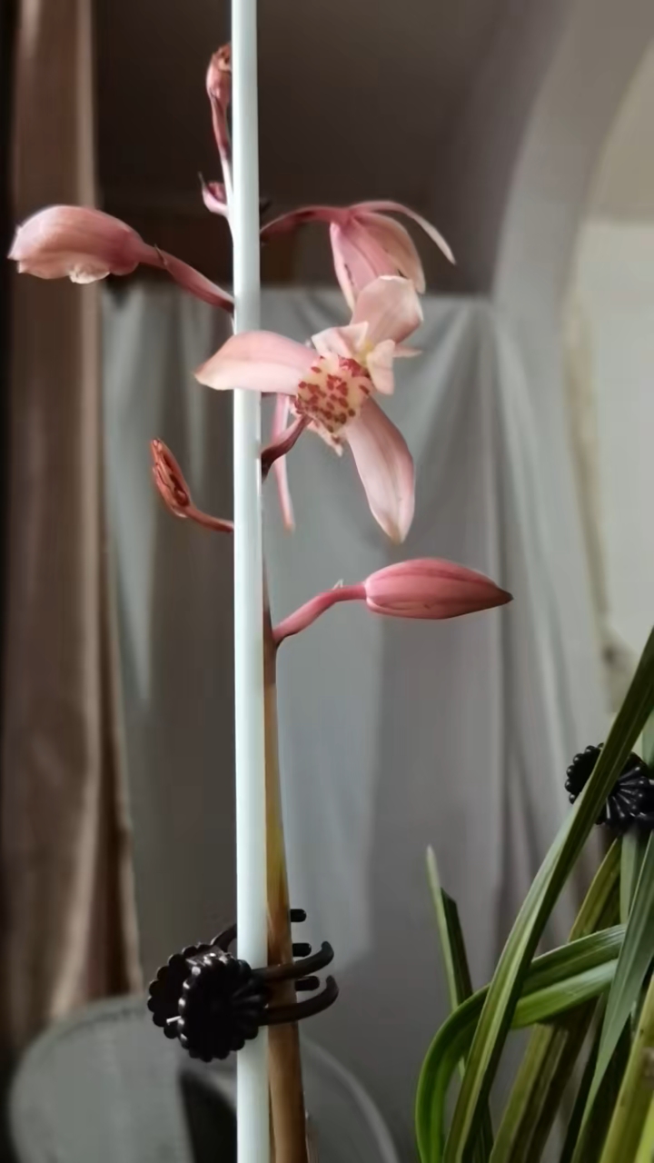 这颗蕙兰色花开品还可以的