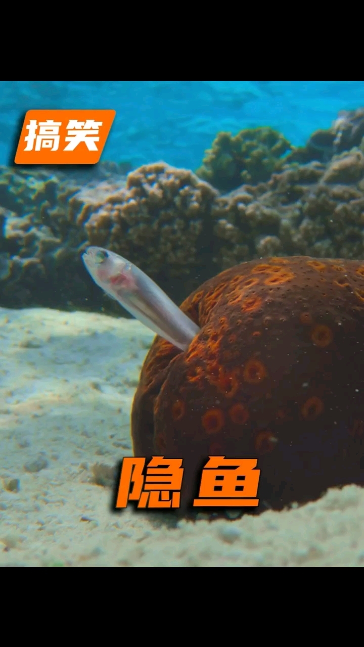 隐鱼海参肛门求生 #音符精选#