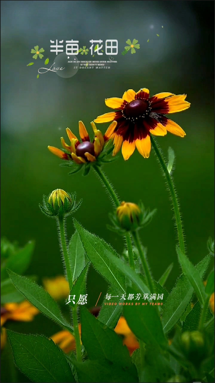 每个人心中都有半亩花田。