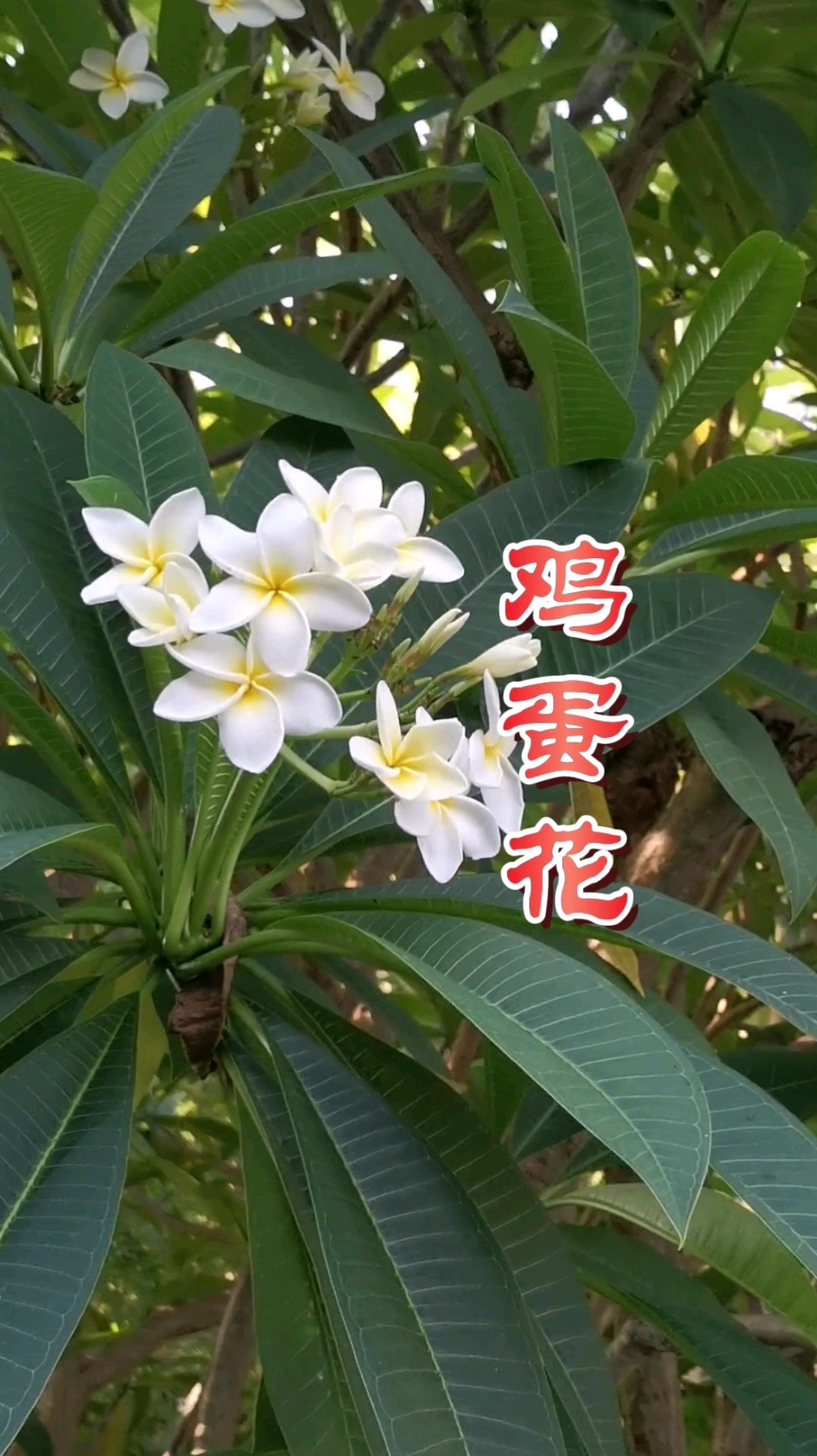 认识鸡蛋花