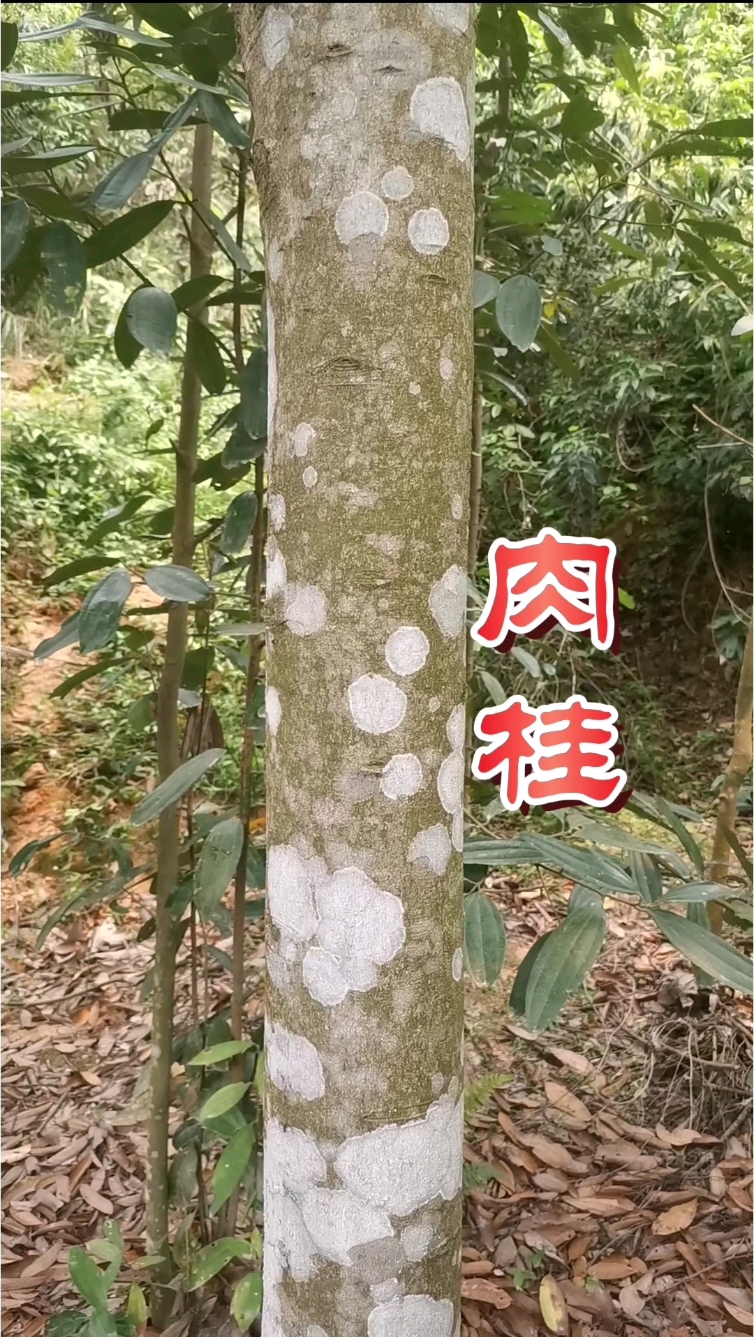 从原植物到干品全过程实拍鉴别肉桂#肉桂#桂皮#中药材鉴别#本草识别#三农# #天然香料#