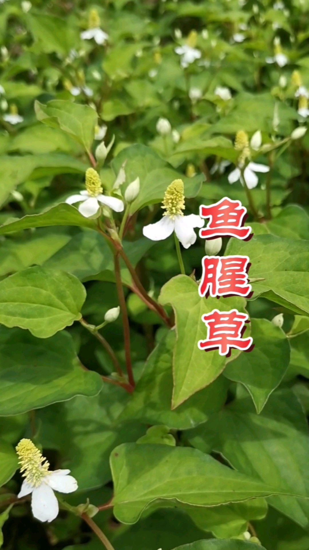 鱼腥草全程实拍鉴别#识百草#本草识别#中草药科普#植物科普#鱼腥草