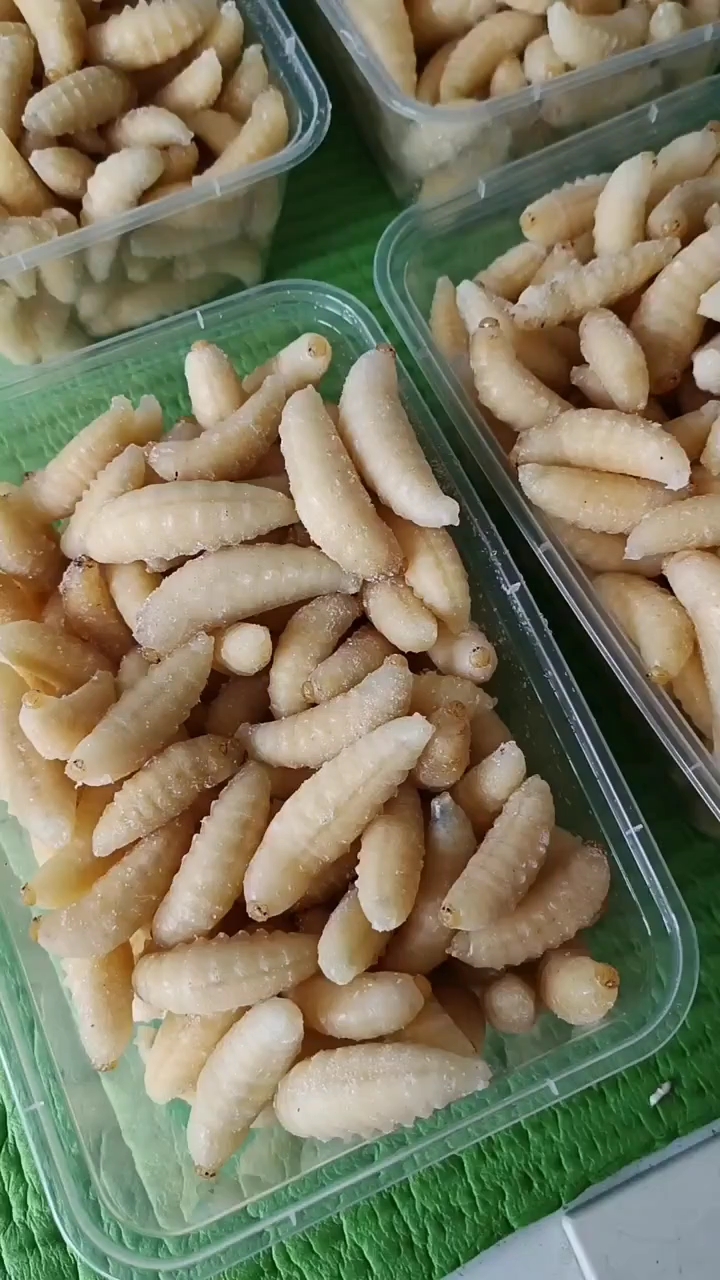 昆虫美食一级蜂蛹满满的蛋白质,油炸更好吃!