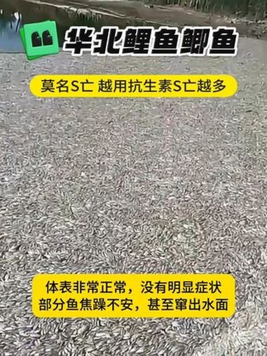 一线热点 华北鲤鱼、鲫鱼莫名死亡,越用抗生素死亡越多 鲤鱼养殖 鲫鱼养殖 龙昌渔业观
