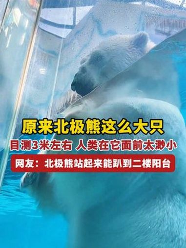 原来北极熊这么大只,压迫感满满!目测3米左右,人类在它面前太渺小了。网友:北极熊站起来能趴