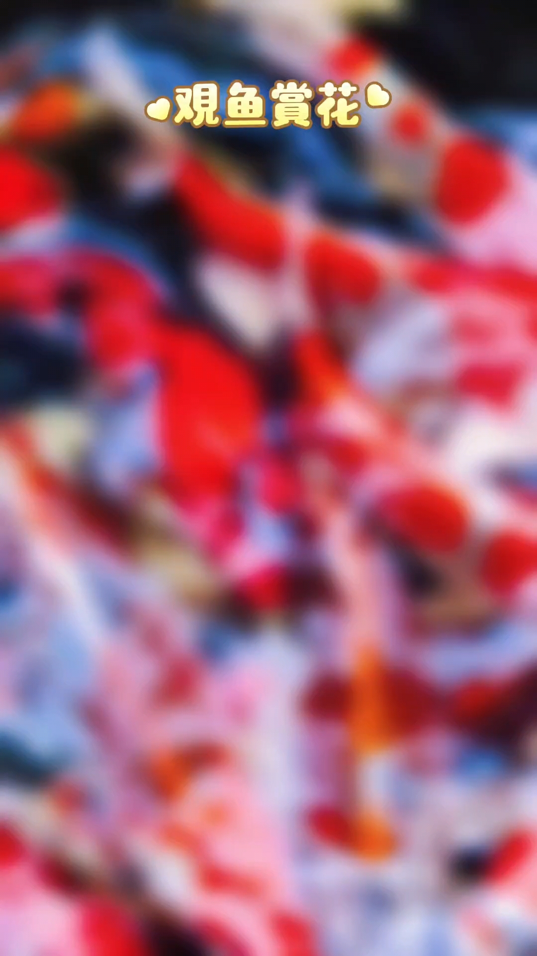 原创视频作品:观鱼赏花