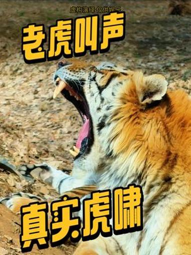真正的老虎叫声是啥样的?#老虎 #梦中情虎 #带你喂老虎 #虎啸山林 #野兽