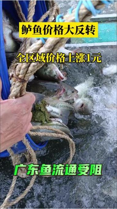 一手最新消息,加州鲈价格大涨,最高涨1元。#水产养殖 #加州鲈鱼 #鲈鱼 #鱼价