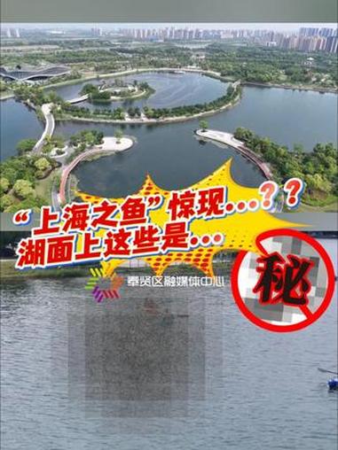#上海之鱼 湖面惊现?#上海奉贤 #皮划艇 #玩水「制作:朱子元,记者:阮晓芸、瞿轶豪、蔡