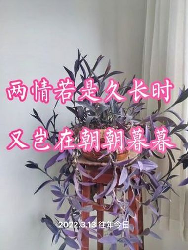两情若是久长时,又岂在朝朝暮暮。诗词鉴赏 秦观 鹊桥仙 宋词 婉约派