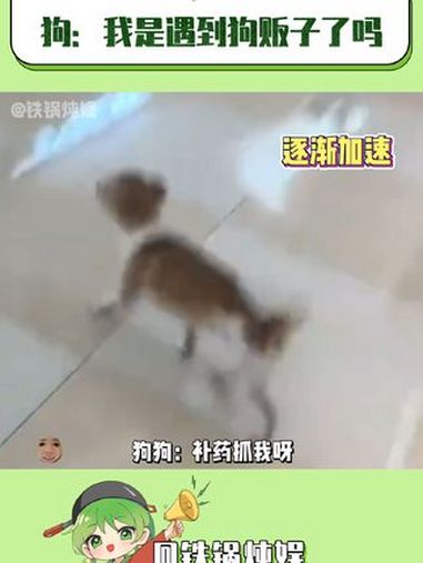 狗狗:死狗贩子补药抓我呀!狗 随机挑战 萌宠 搞笑 抽象