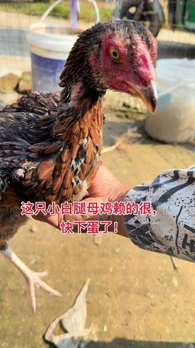 这只小白腿母鸡赖的很，快下蛋了！斗鸡 斗鸡养殖