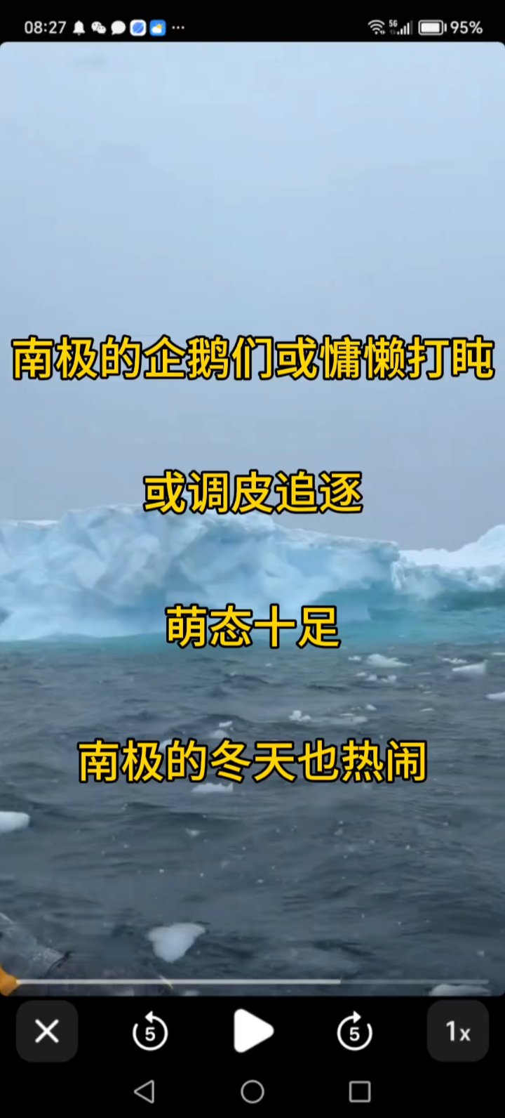 南极的企鹅好萌啊!看这场景,即便是冬天也热闹 #风景#南极