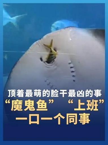 顶着最萌的脸干最凶的事！“魔鬼鱼”：“上班”索然无味，同事十分美味。#青岛 #海洋馆