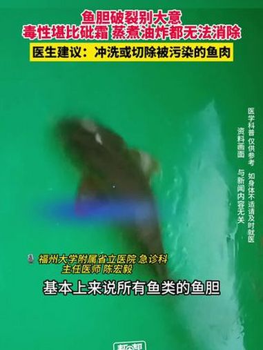 鱼胆破裂别大意,毒性或堪比砒霜 蒸煮油炸都无法消除 医生建议:冲洗或切除被污染的鱼肉