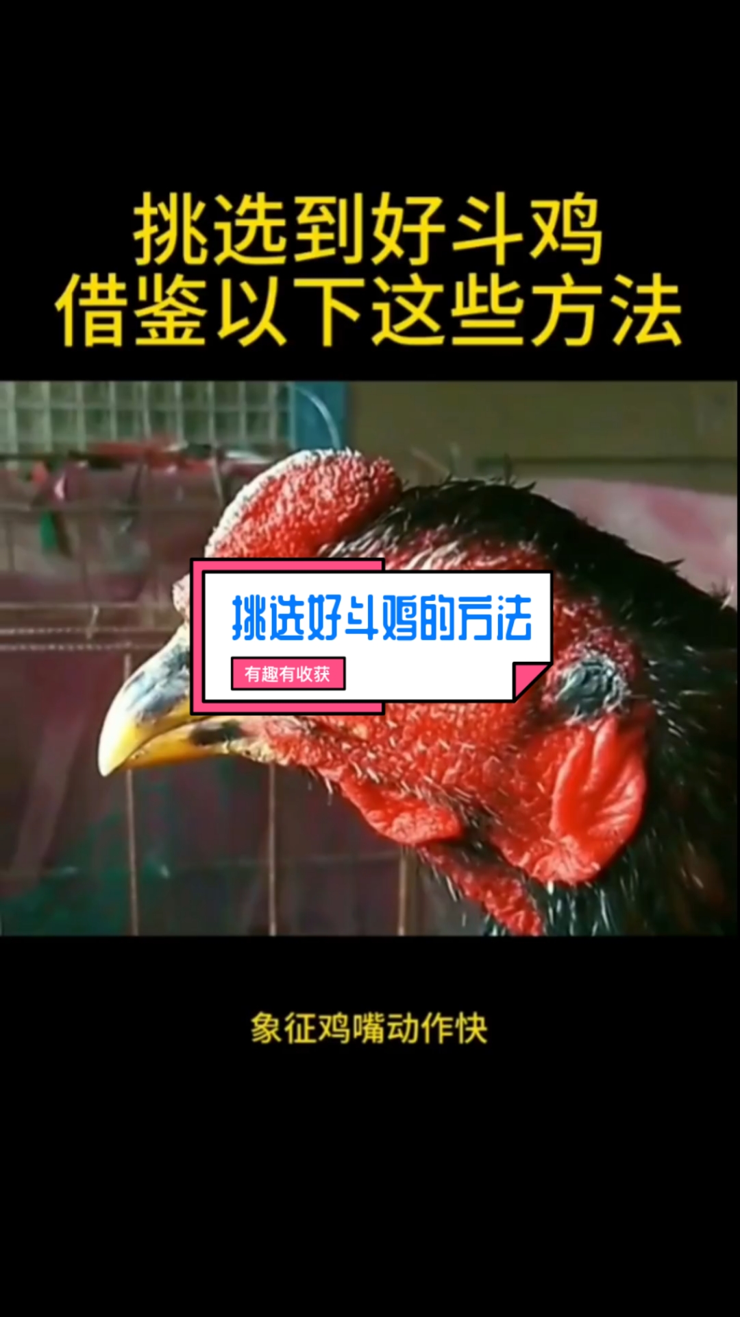 挑选好斗鸡的方法