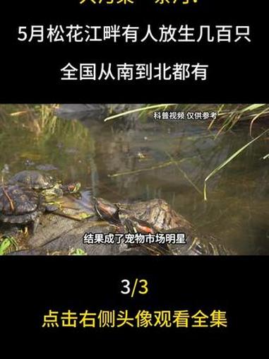 一只污染一条河！5月松花江畔有人放生几百只，全国从南到北都有