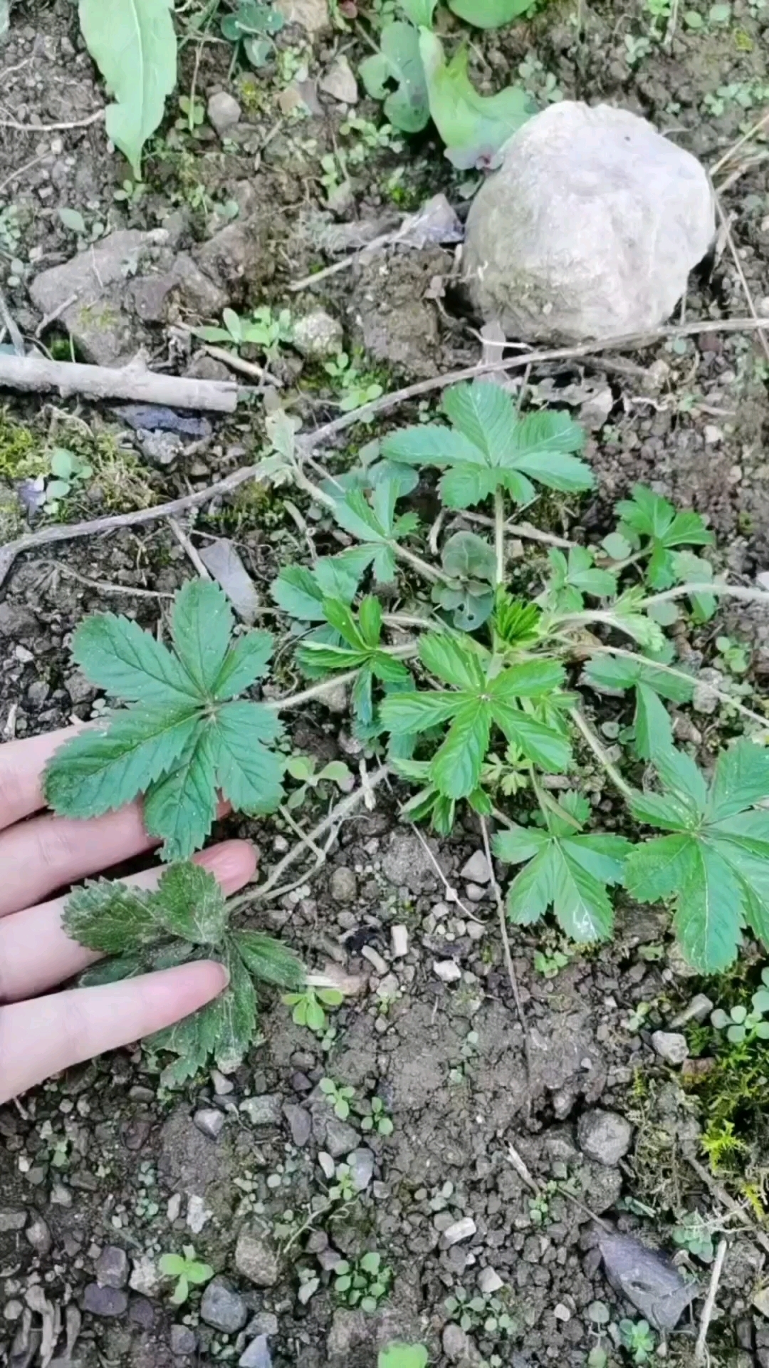 第113集:蛇含委陵菜,