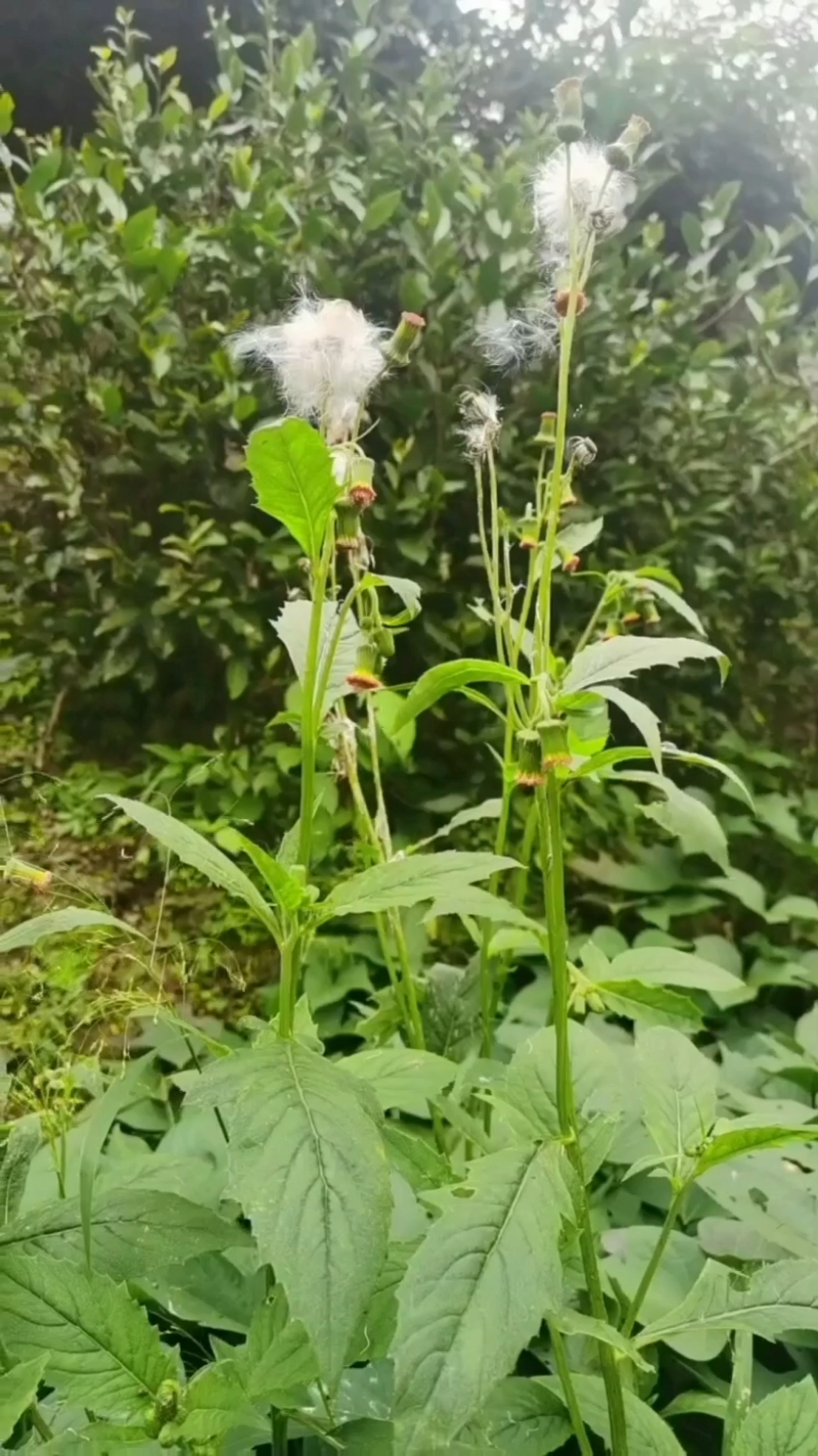 第12集:野茼蒿,也叫野油麻,农村里人叫尿suan草。