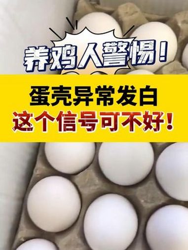 养鸡人警惕:蛋壳发白这个信息可不好 养鸡人 蛋壳发白 蛋鸡养殖 壮骨宝 饲料添加剂