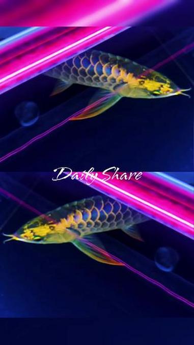 高品质蓝底古典过背金龙鱼#高品质蓝底古典过背金龙鱼