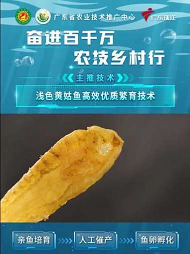 浅色黄姑鱼高效优质繁育技术是广东省主推技术,有效提升了浅色黄姑鱼的产量和品质。广东省主推技