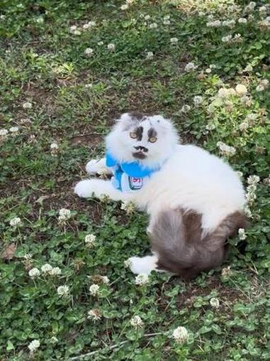 早上好啊,墨公子已经享受清晨的阳光啦!#墨公子猫 #水墨猫 #表情包的猫 #油画猫 #龙图