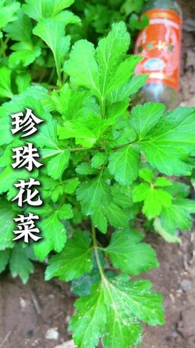 珍珠花菜食完欢甜爱 潮汕青草 珍珠花菜 青草文化