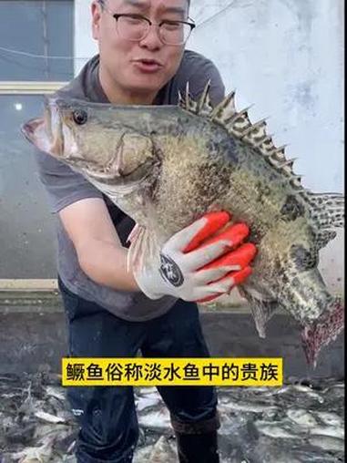 这就是淡水鱼中的贵族臭鳜鱼