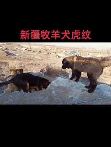 新疆本土牧羊犬 新疆牧羊犬,黑色,黑白花,黄色,青色,虎纹最少。真实的牧区生活 记录牧场生